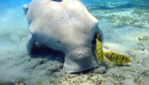 10 Scuba Diving Spots In Andaman Islands