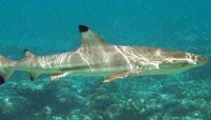 10 Scuba Diving Spots In Andaman Islands