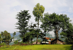 10 Days Nagaland Trip