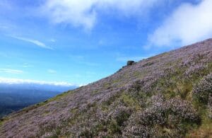 Places To Visit In Munnar