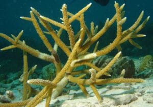 10 Scuba Diving Spots In Andaman Islands