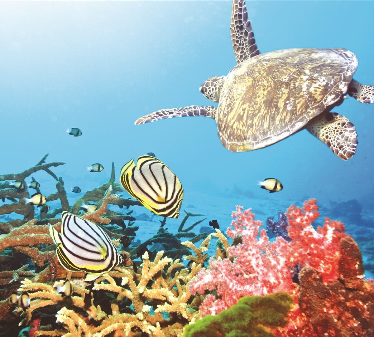10 Scuba Diving Spots In Andaman Islands