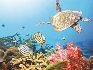 10 Scuba Diving Spots In Andaman Islands