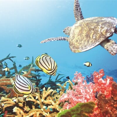 10 Scuba Diving Spots In Andaman Islands